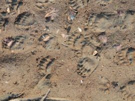 bear tracks on bear viewing and ecorafting tour on river