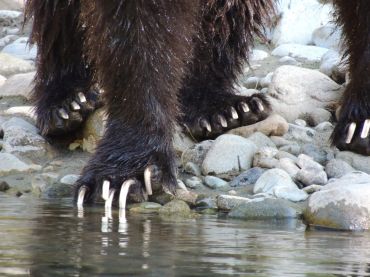 grizzly bear atnarko river kynoch tours