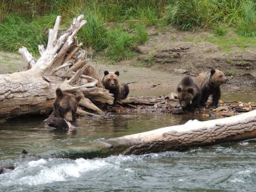 grizzly bear bella coola kynoch adventure bear watching tour 