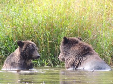 Grizzly bear and cub on Atnarko River
