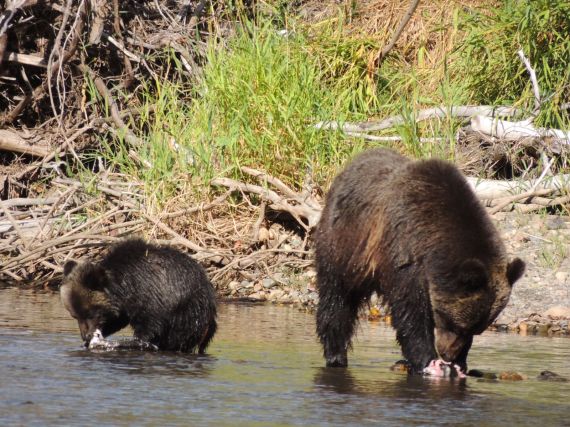 Grizzly bear and cub on Atnarko River