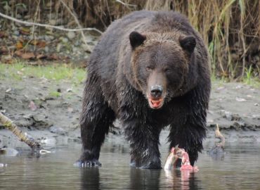 grizzly bear eating wild Pacific salmon on Atnarko river bear tour Kynoch Adventures
